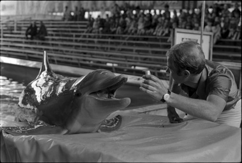 Dolphin training 1970