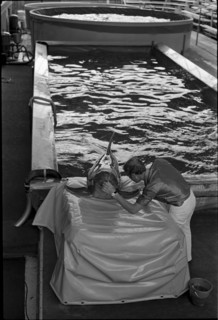 Dolphin training 1970