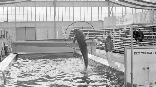 Dolphin training 1970
