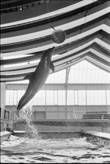 Dolphin training 1970