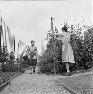 Gardening at school for household, Uster 1956