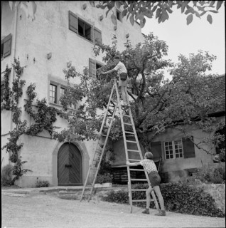 Boy picking cherries, Richterswil 1952