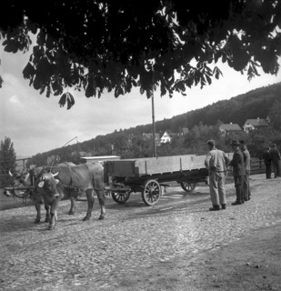 Examination of farmers at agriculture school 'Strickhof' Zurich 2008