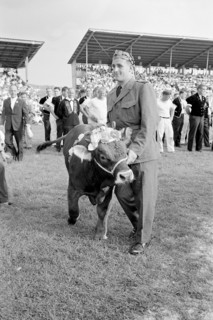 Swiss wrestling festival Frauenfeld 1966: champion Hunsperger with bull