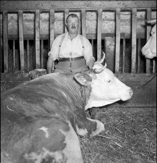 Farmer and cow in Bourgeaud VD 1950