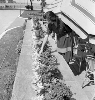 Floral decoration contest in Geneva 1942