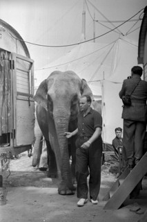The elefants of the Circus Knie are walked to their enclosure in Zurich, 1944