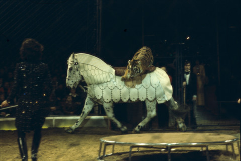 Circus Knie jubilee programme: celebration of 175 years of the dynasty and 60 years as official