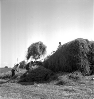 Farmers harvesting hay, Hagenwil 1944