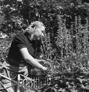Cutting flowers at women's school 'Heim' in Neukirch an der Thur, 1940