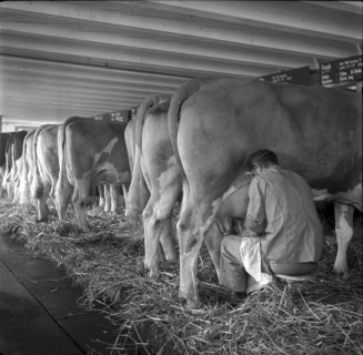 Milking at school for agriculture Strickhof, Zurich 1940