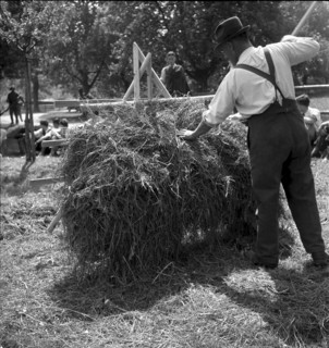 Putting hay on a rack at Strickhof, Zurich 1940