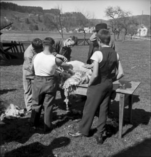 Course for sheepshearing, Saland 1940
