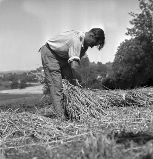 Corn harvest at examination of farmers, Bulach 1945
