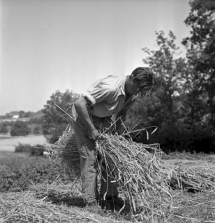 Corn harvest at examination of farmers, Bulach 1945