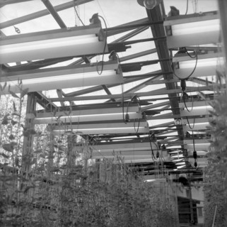 Speckbaum', Rothenburg 1957
