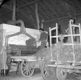 Speckbaum', Rothenburg 1957