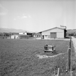 Doggen 7' at Linthebene vor Benken 1957