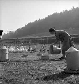 School for chicken farming, Zollikofen 1945