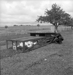Swiss school for poultry farming, Zollikofen 1945