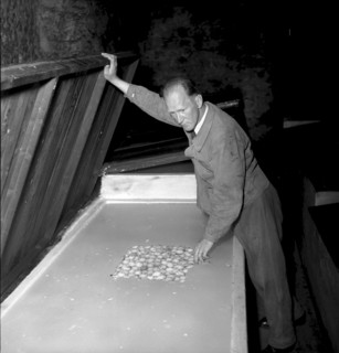 Breeding box at Swiss school for poultry farming, Zollikofen 1945