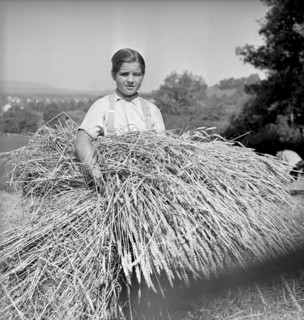 Corn harvest at examination of farmers, Bulach 1945