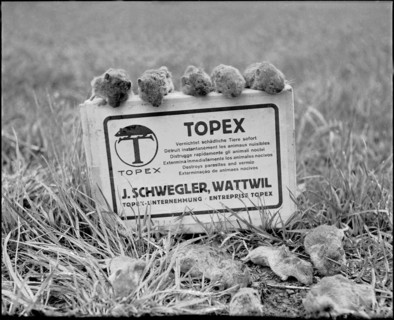 Plague of mice inthe Val de Ruz, poisoned mice upon a Topex rodenticide box, 1943