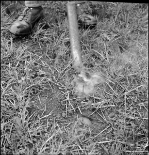 Plague of mice inthe Val de Ruz, farmer distribute Topex rodenticide, 1943