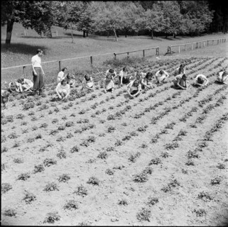 Pupils collecting Colorado beetles, 1940