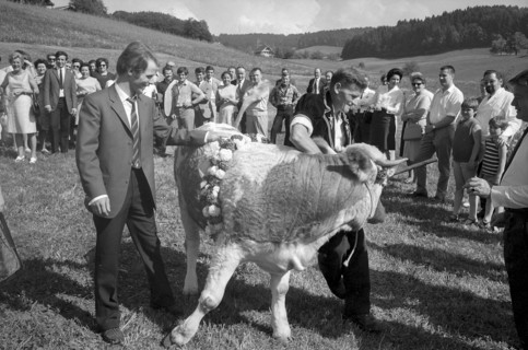 Floralp sales campaign, competition winner recieving a cattle, Burgdorf 1970