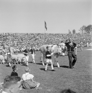 Swiss federal wrestling festival Berne 1945: bull as the winner prize