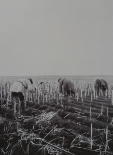 Harvesting sorghum roots for fuel Photo by Martynov