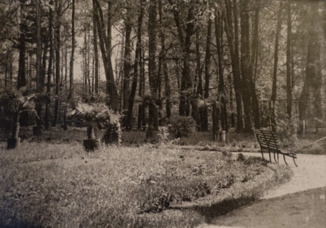 Palms in the park Gorki estate house in summer