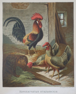 Hen and rooster