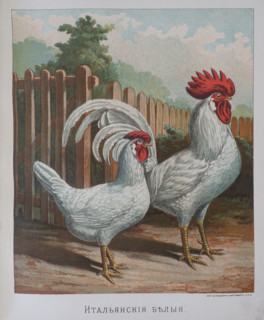 Hen and rooster