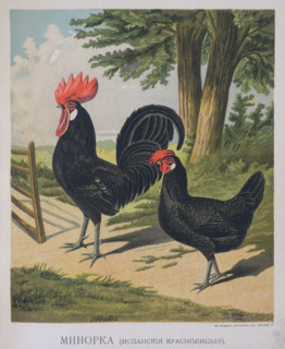 Hen and rooster