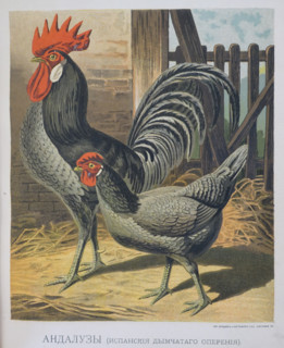 Hen and rooster