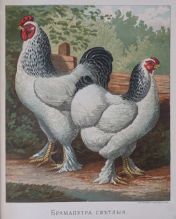 Hen and rooster