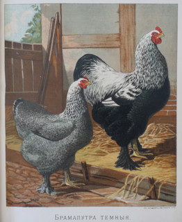 Hen and rooster