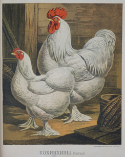 White hen and rooster