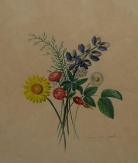 Meadow flowers