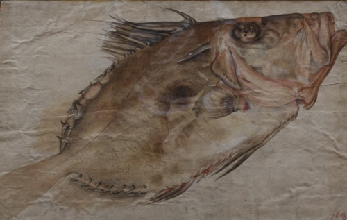 Study of a Fish