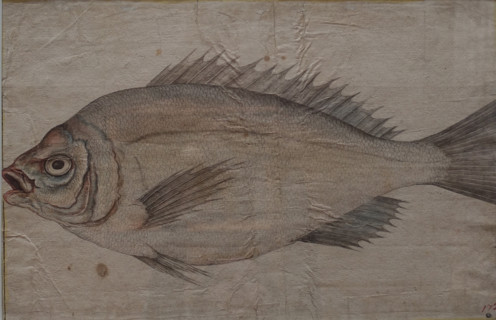 Study of a Fish