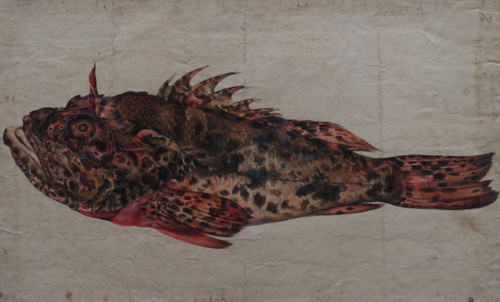 Study of a Fish