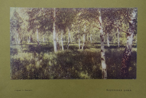 Birch Grove
