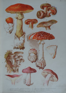 Mushrooms