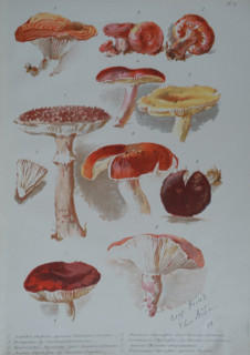Mushrooms
