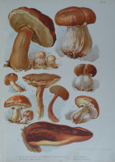 Edible mushrooms