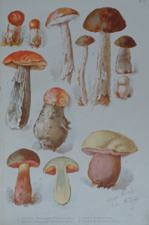 Mushrooms