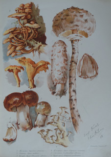Mushrooms